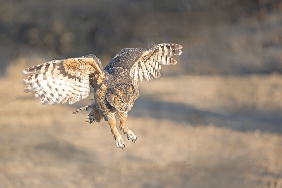 _49A9915-3.jpg : Eagle Owl