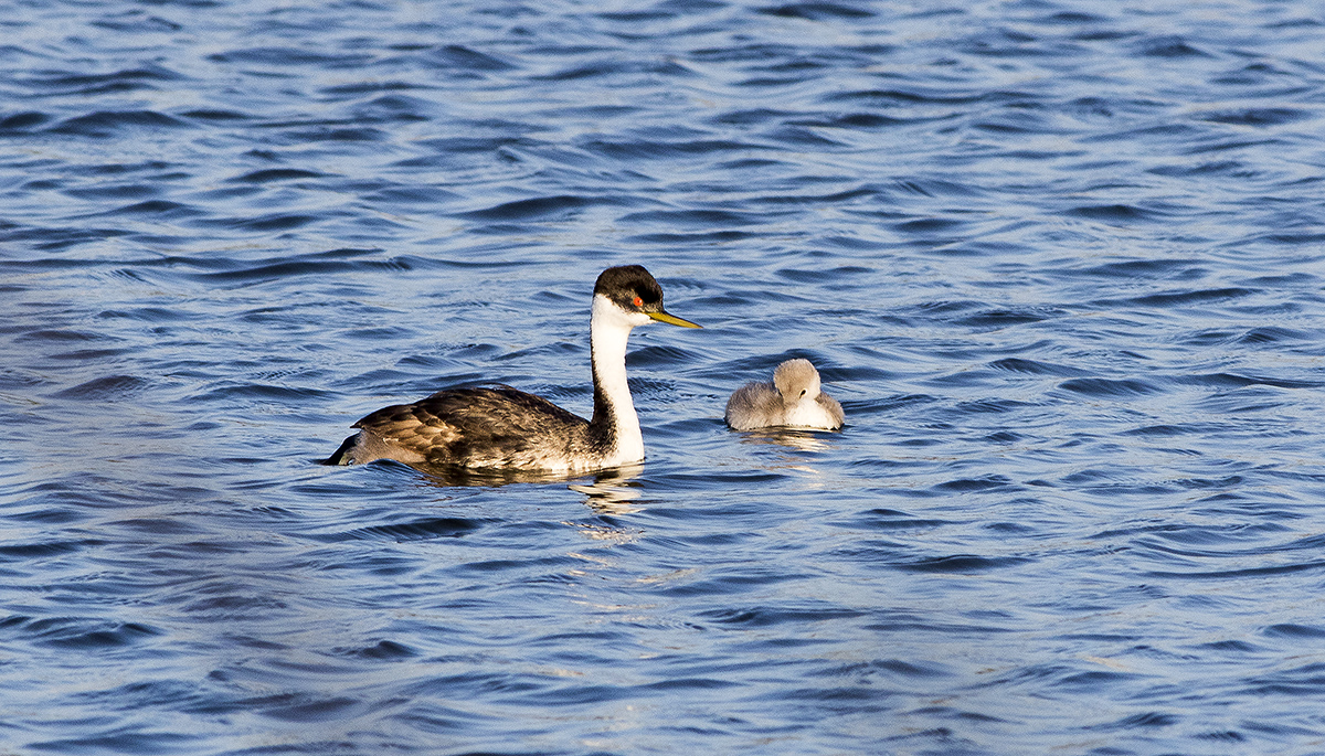 5I4A4445-1a.jpg : Grebe Family