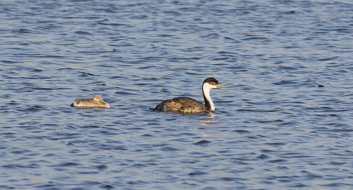 5I4A4591-1a.jpg : Grebe Family