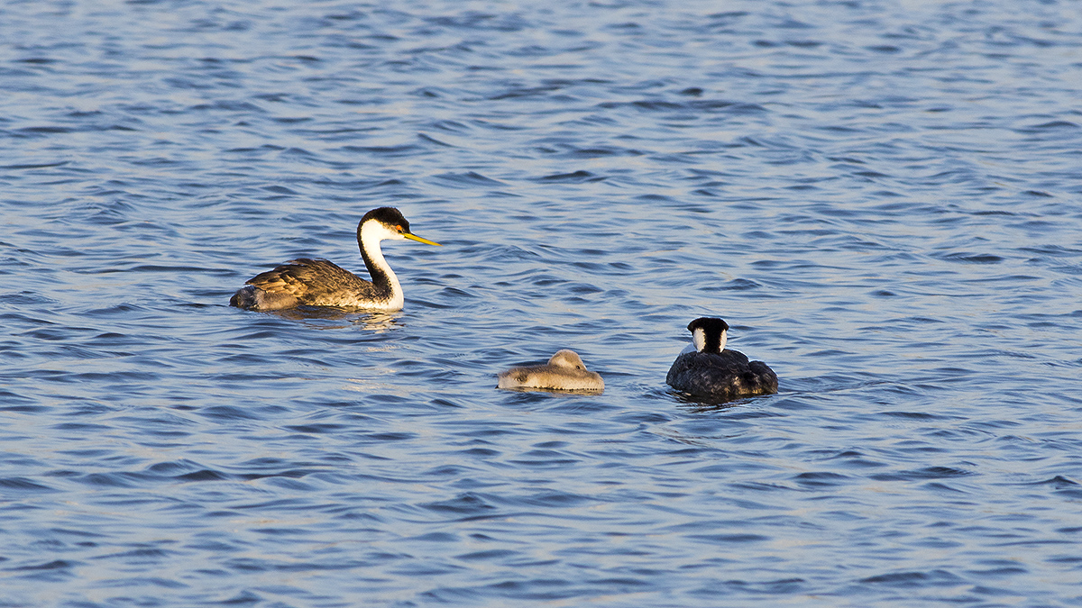 5I4A4520-1b.jpg : Grebe Family