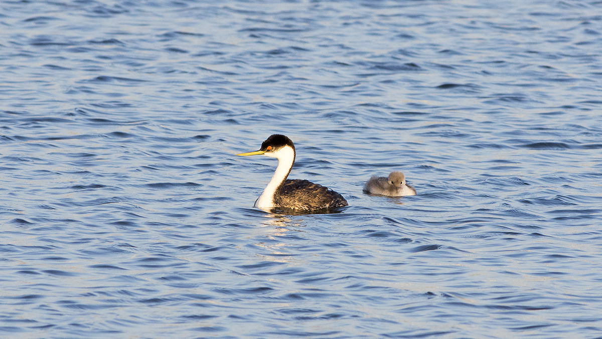 5I4A4598-1a.jpg : Grebe Family