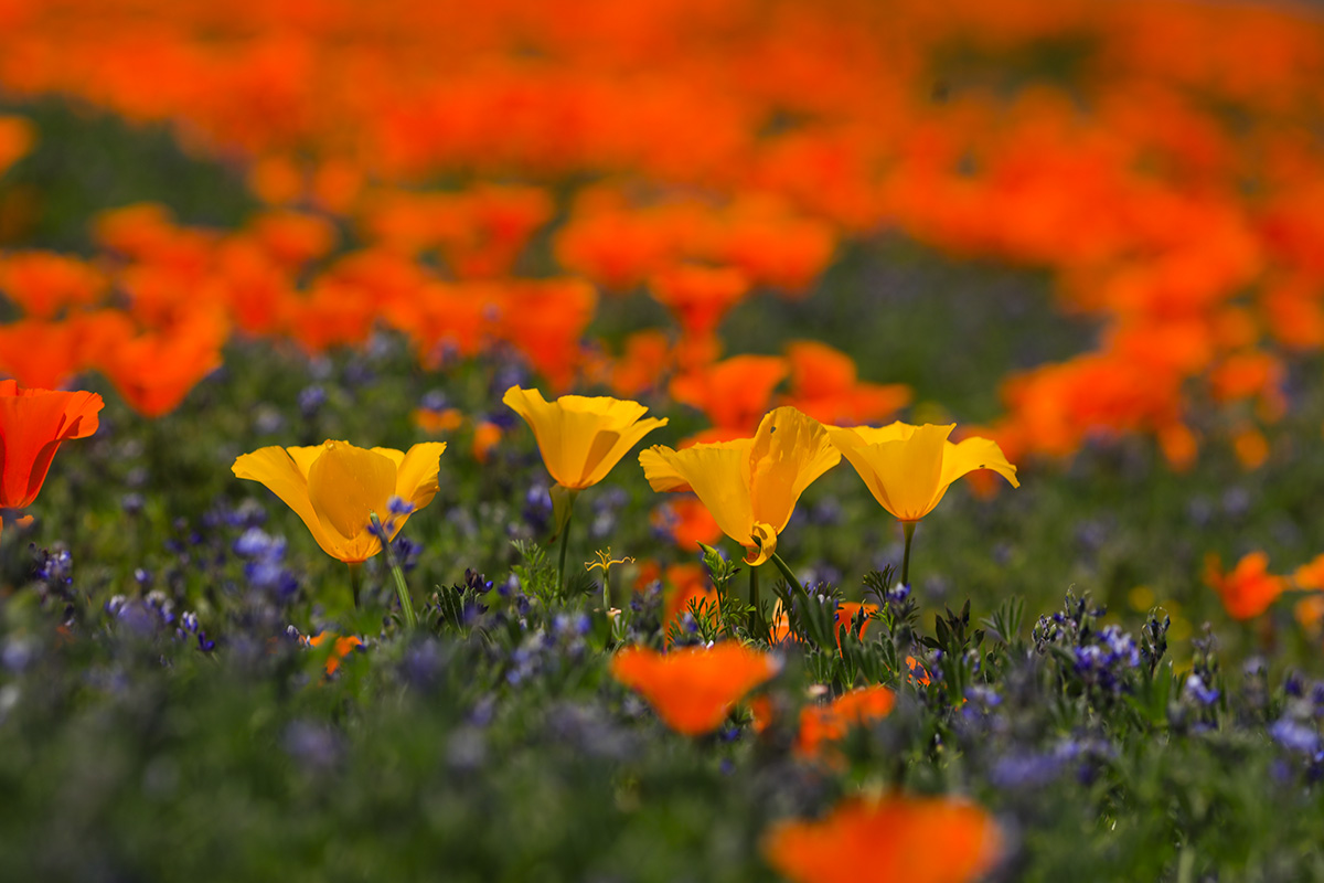 _S5A7335-1a.jpg : Yellow Poppy