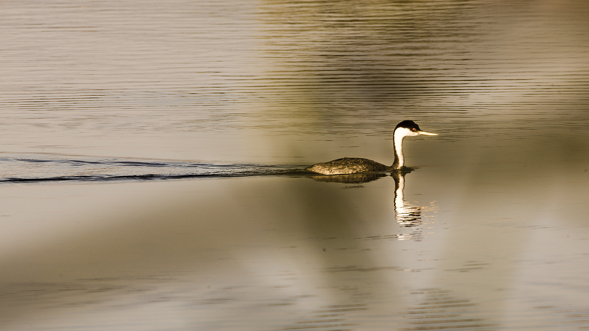 _MG_6056-1a.jpg : 아가찾는 Grebe