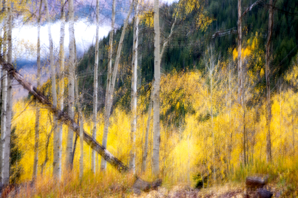 W62A1688-1b.jpg : Colorado의 Aspen