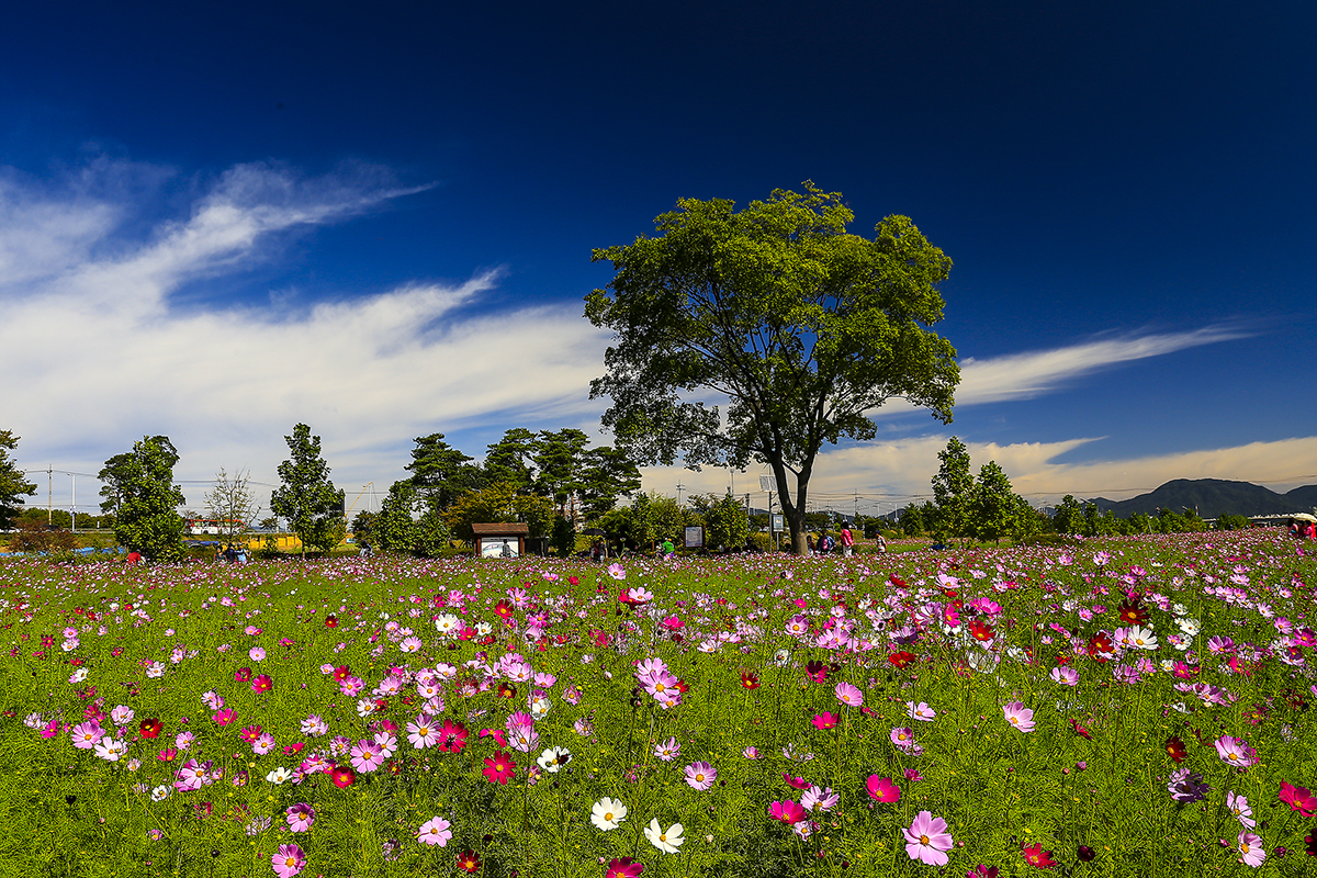 _MG_4617-1a.jpg : 고국의 정취