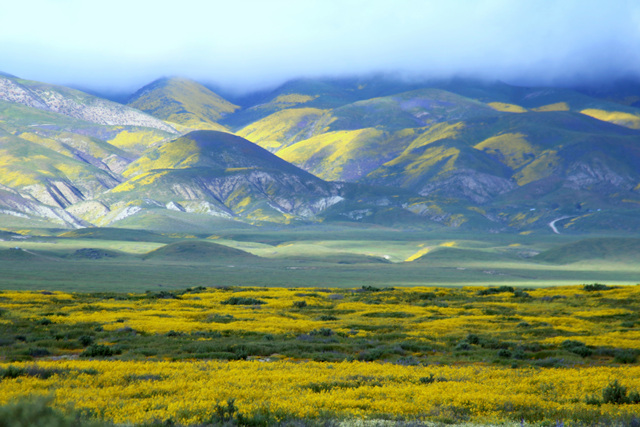 IMG_0089c.jpg : 안개낀 Carrizo Plain