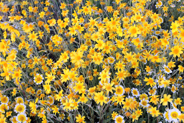 IMG_0105a.jpg : 안개낀 Carrizo Plain