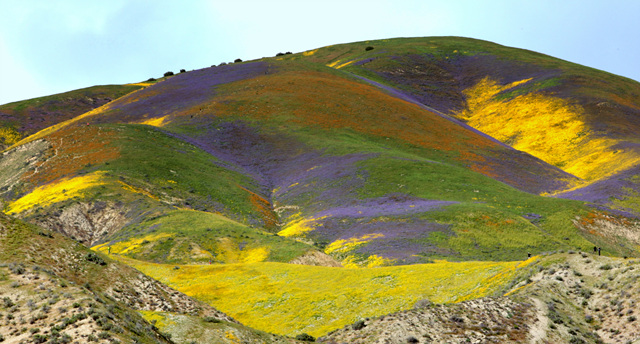 IMG_6592b.jpg : 안개낀 Carrizo Plain