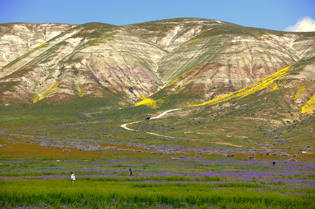 IMG_6552a.jpg : 안개낀 Carrizo Plain