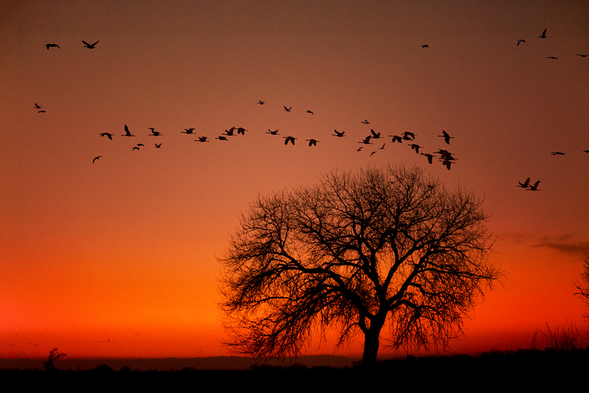 7S5A3842-1b.jpg : Twilight of Merced Refuge