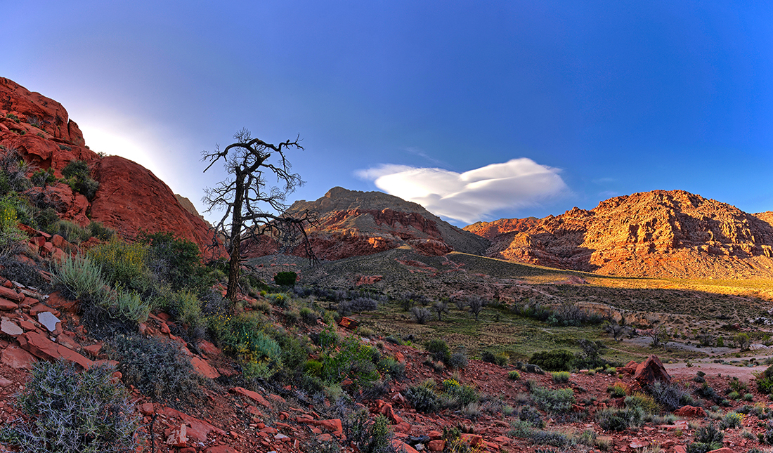 DSC_1330_1_2_stitch PS Crop 1100px.jpg : Desert Landscaping