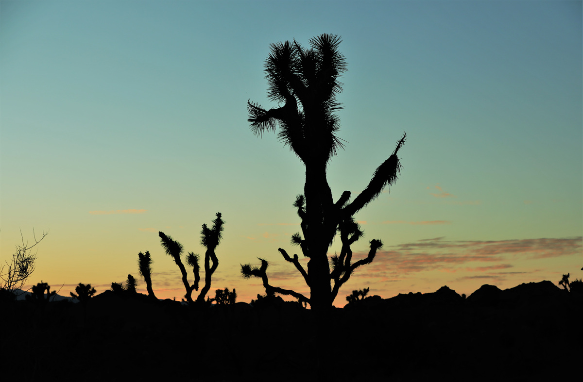 452A0936 (2).jpg : 일몰과 Joshua tree