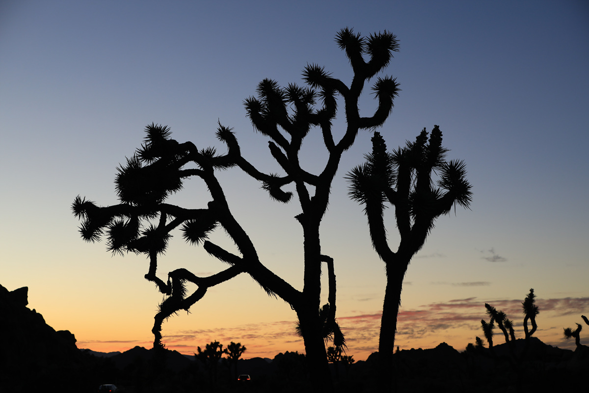 452A0955.jpg : 일몰과 Joshua tree