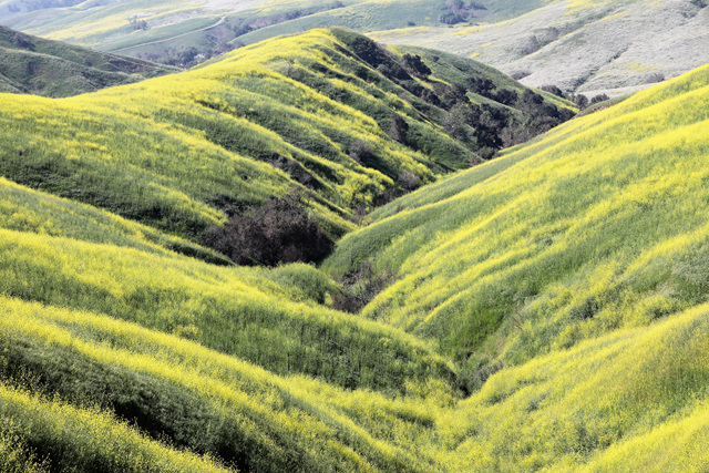 452A9476 (2).jpg : Mustard Flower Field