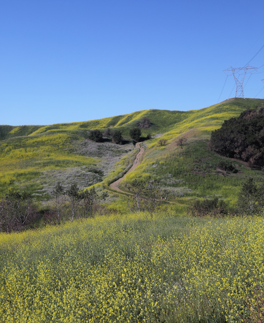 452A9431 (2).jpg : Mustard Flower Field