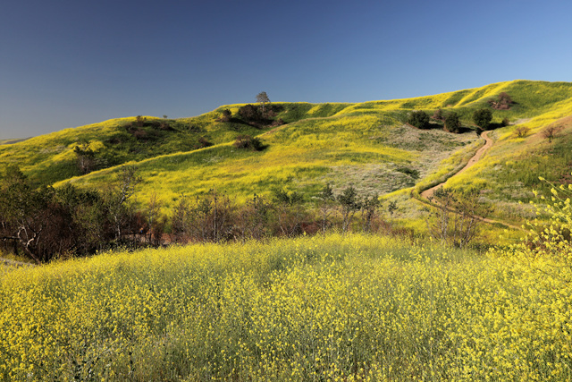 452A9420 (2) - Copy.jpg : Mustard Flower Field