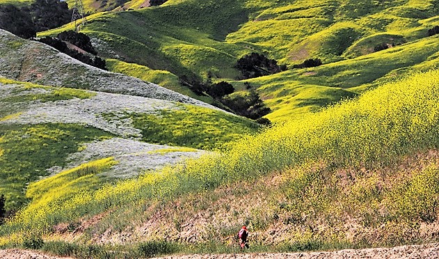 452A9501 (3).jpg : Mustard Flower Field