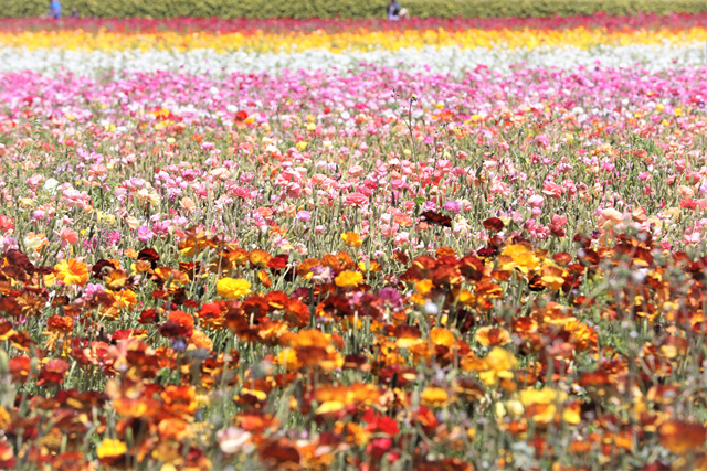 452A9564 (2).jpg : Flower Fields of Carlsbad