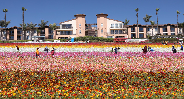 452A9607 (2).jpg : Flower Fields of Carlsbad