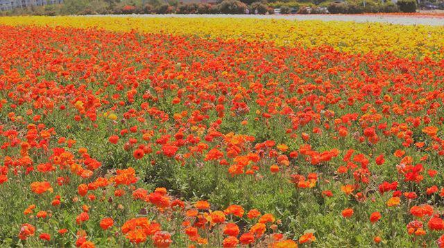 452A9581 (2).jpg : Flower Fields of Carlsbad