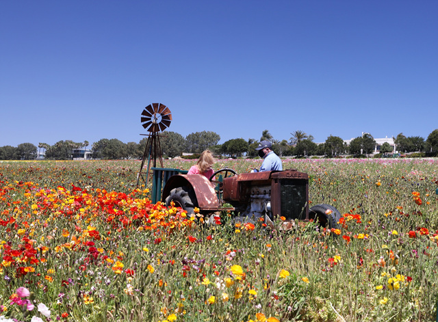 452A9539 (2).jpg : Flower Fields of Carlsbad