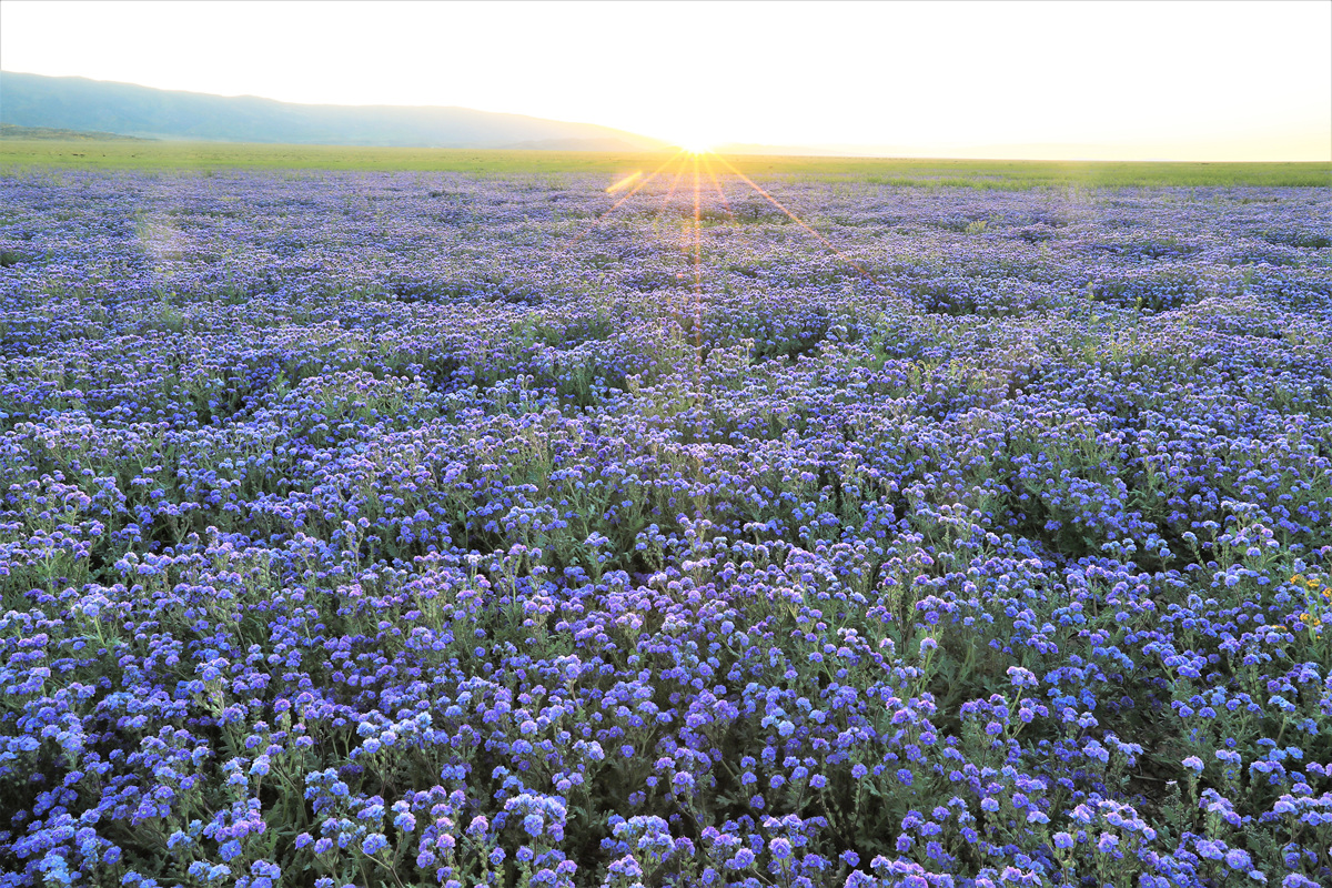 452A0665 (2).jpg : Carrizo Plain 에서