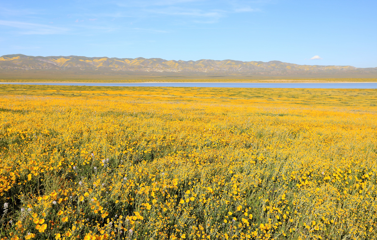 452A0559 (2).jpg : Carrizo Plain 에서