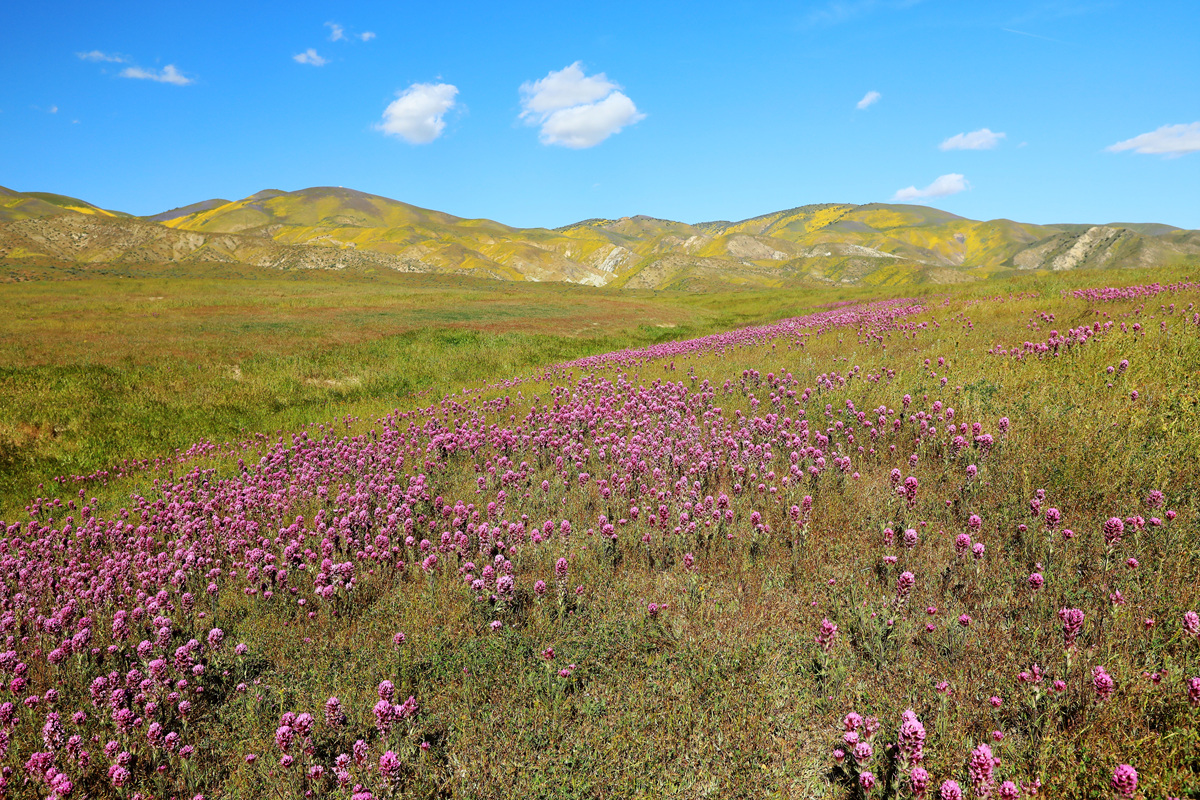 452A0504 (2).jpg : Carrizo Plain 에서