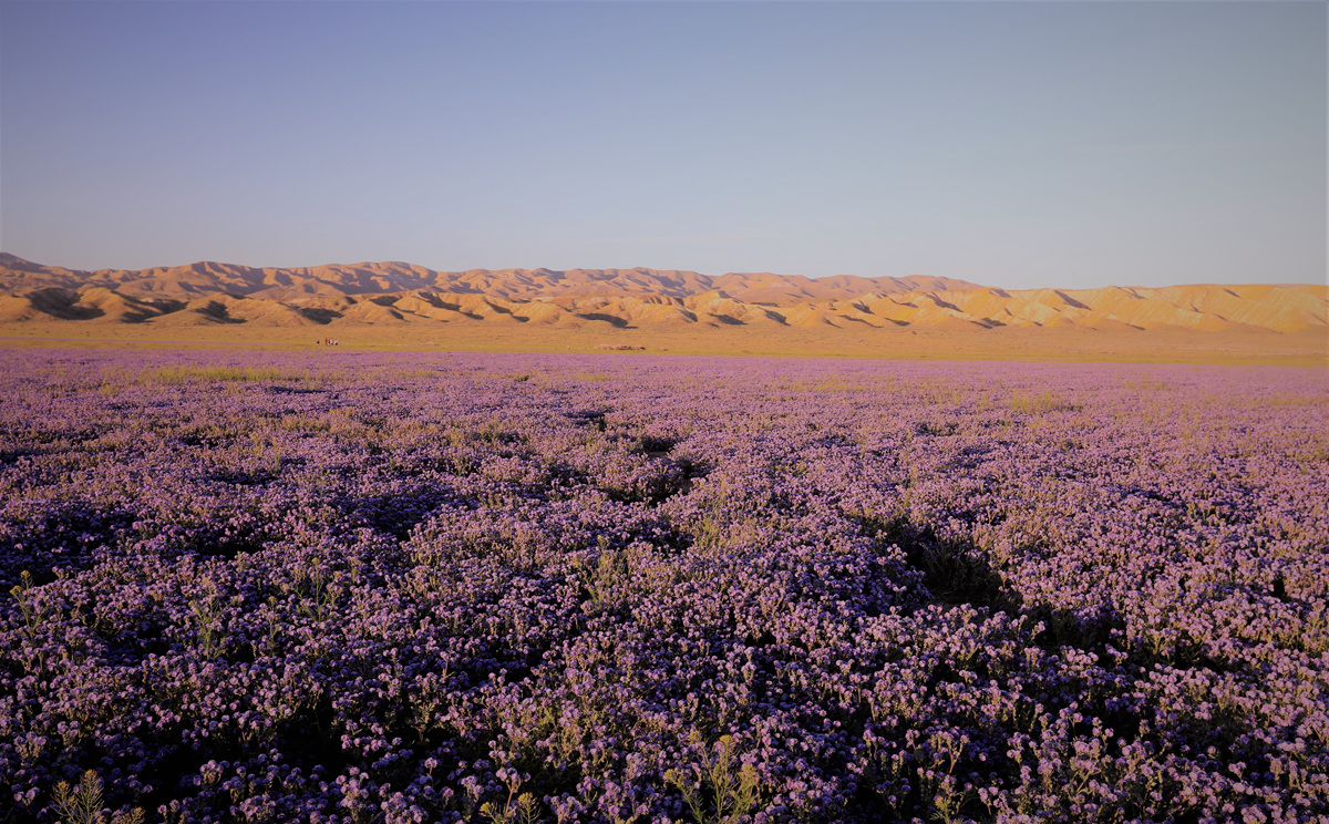 452A0618 (2).jpg : Carrizo Plain 에서