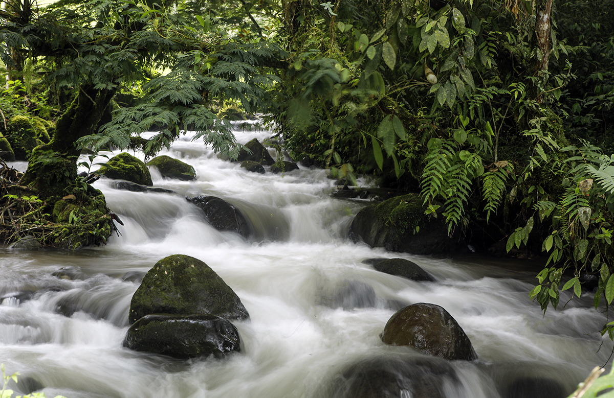 _49A1242-3.jpg : Cascade (계류) @ San Jorge eco Botanical reserves