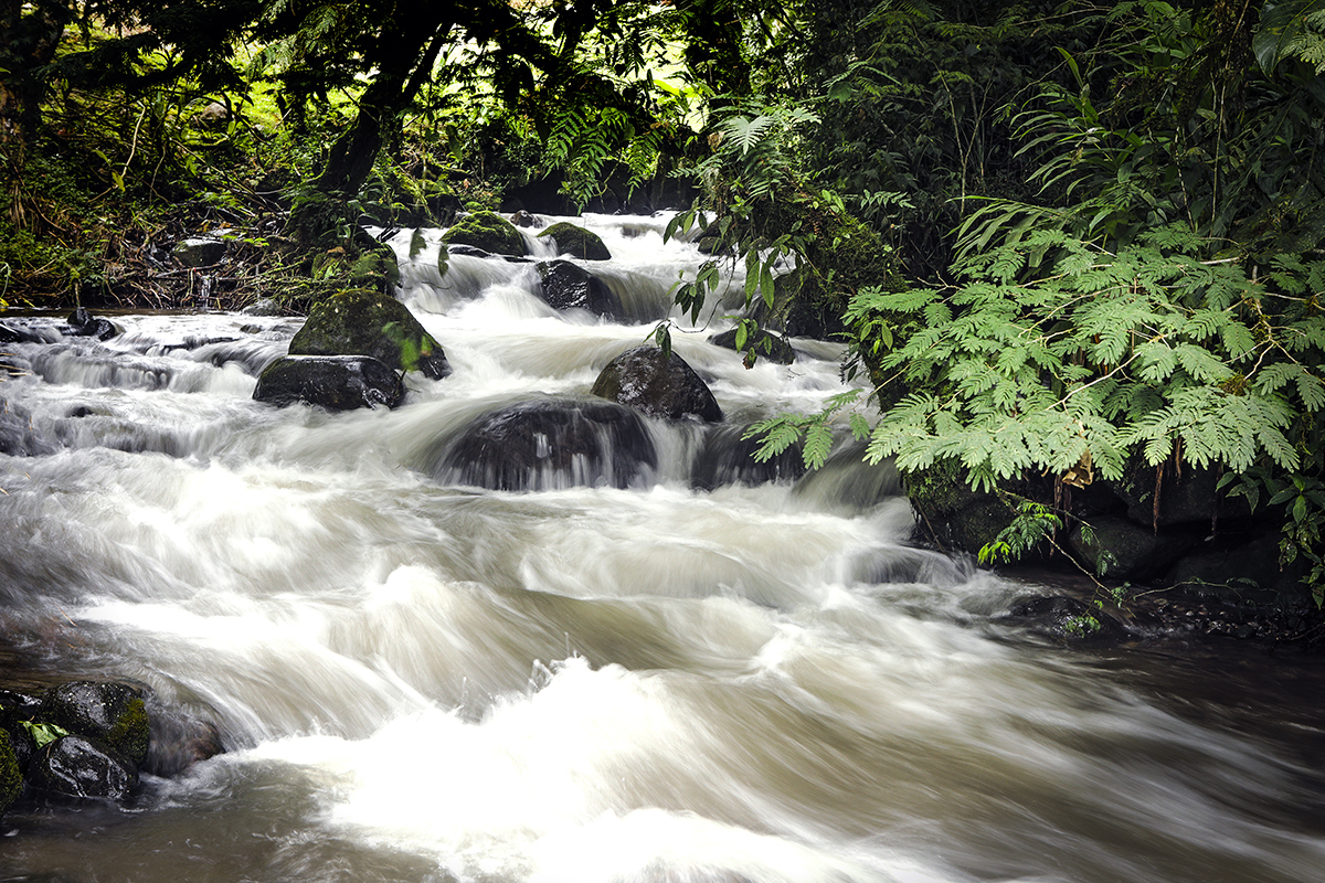 _49A1235-3.jpg : Cascade (계류) @ San Jorge eco Botanical reserves