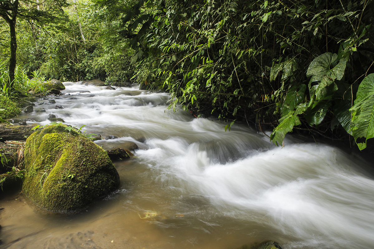 _49A1227-3.jpg : Cascade (계류) @ San Jorge eco Botanical reserves