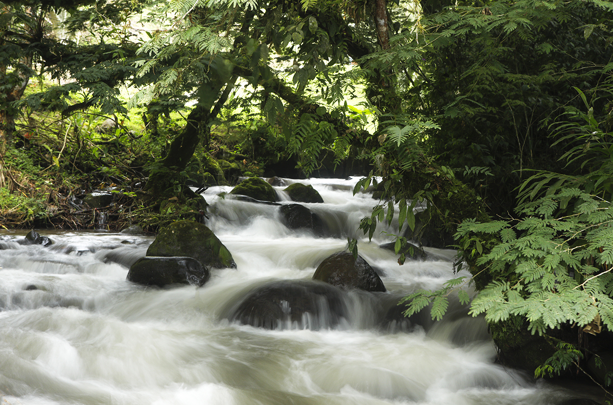 _49A1238-3.jpg : Cascade (계류) @ San Jorge eco Botanical reserves