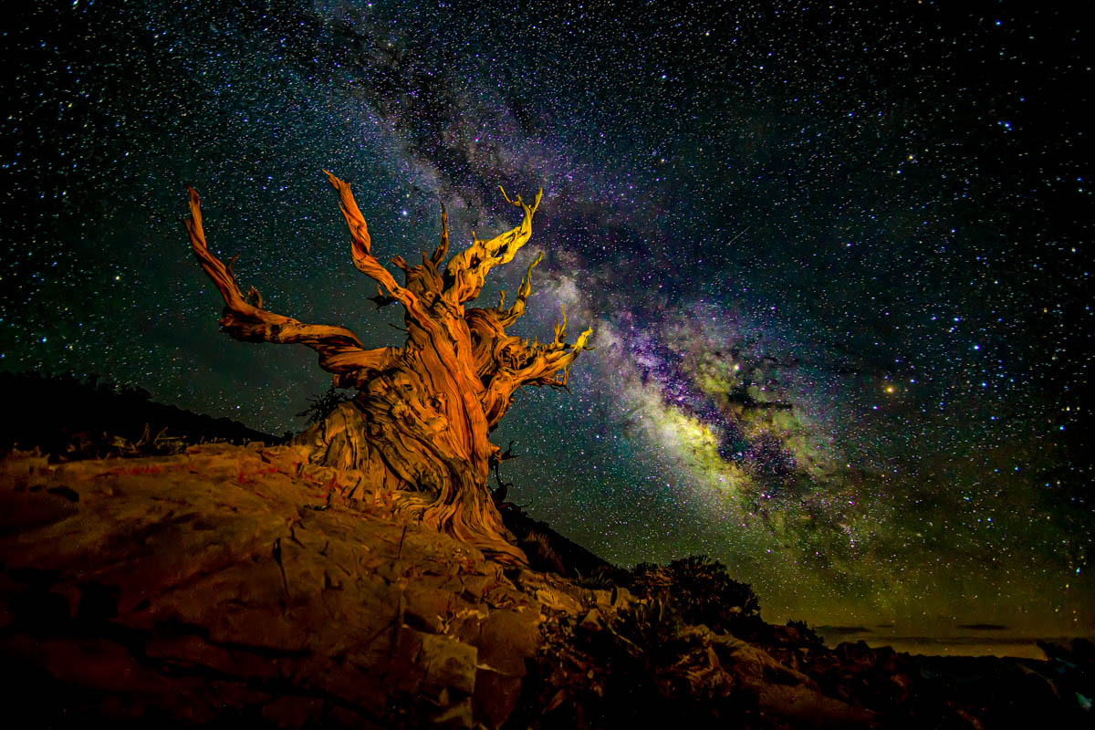 8B2A7704-Edit-Edit-2-Edit.jpg : Ancient Bristlecone Pine with galaxy