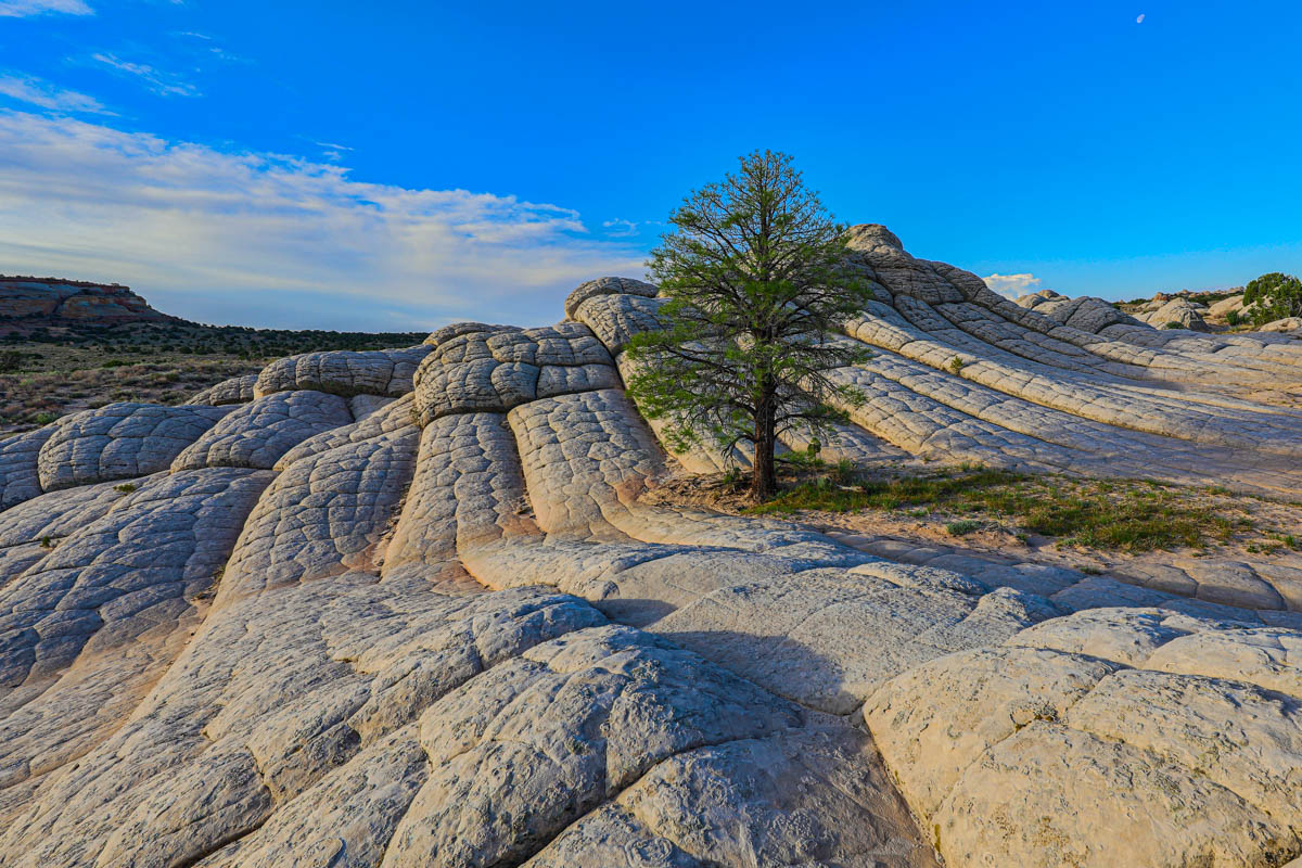 8B2A3632-Edit.jpg : The Tree