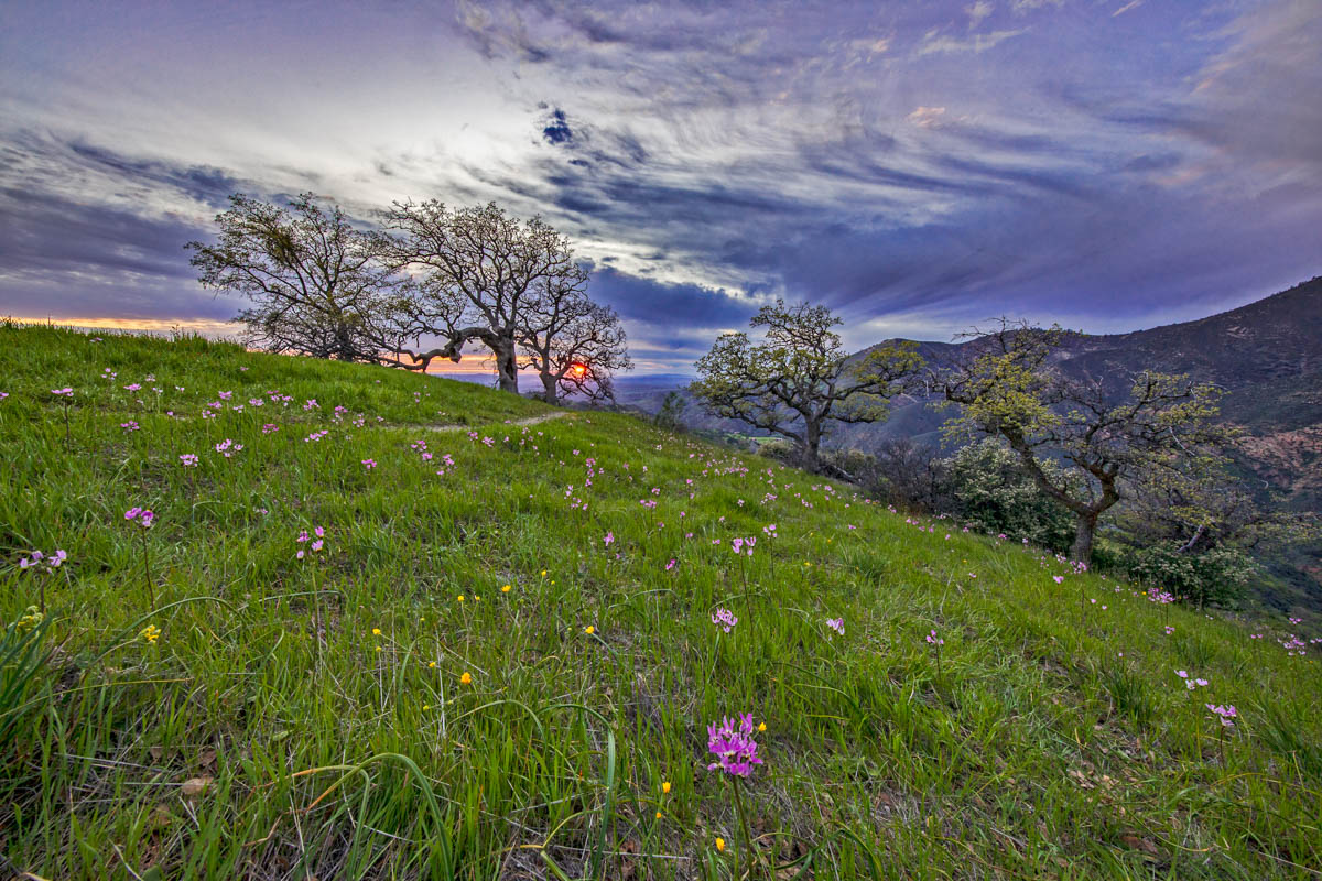 8B2A2523-Edit.jpg : Shooting star wildflower