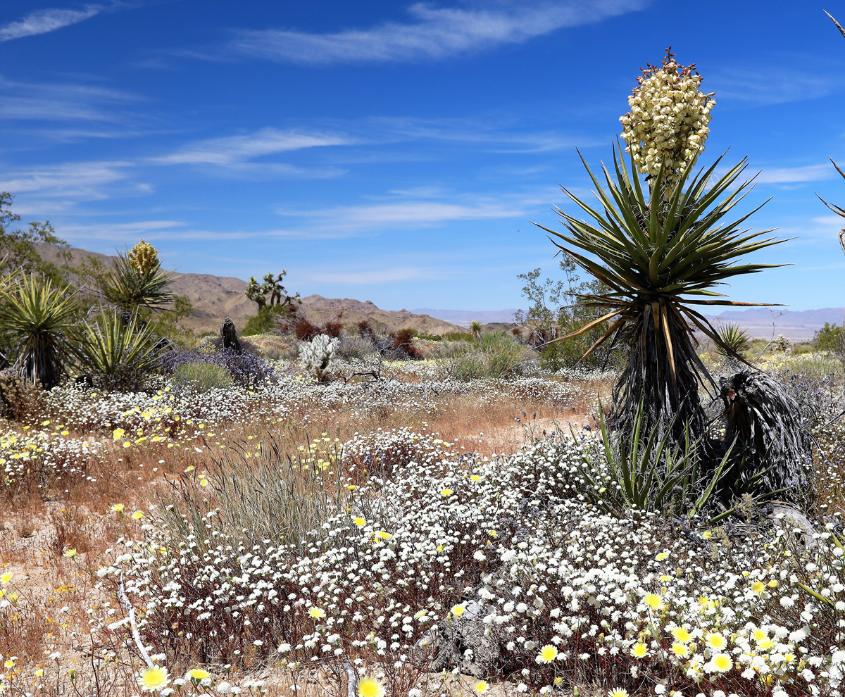 452A0677 (3).jpg : Joshua Tree National Park