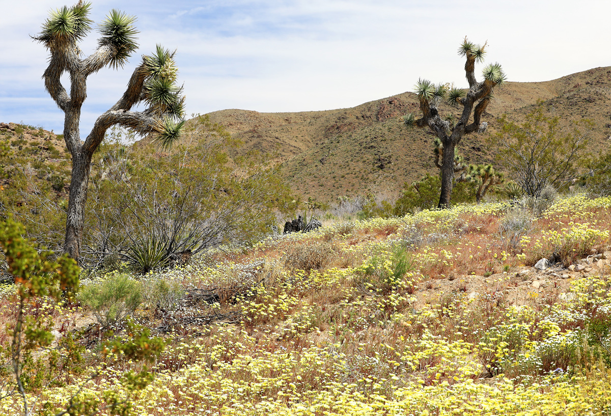 452A0729 (2).jpg : Joshua Tree National Park