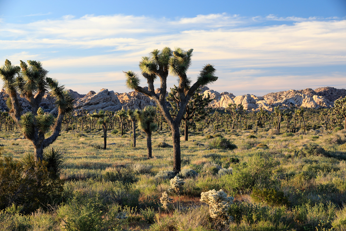 452A0892 (2).jpg : Joshua Tree National Park