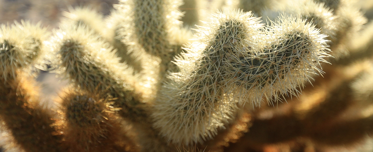 452A9680 (2).jpg : Joshua Tree National Park