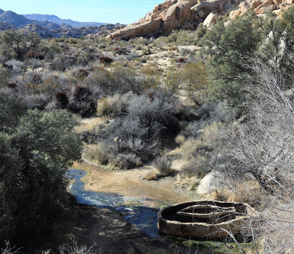 452A9519 (2).jpg : Joshua Tree National Park