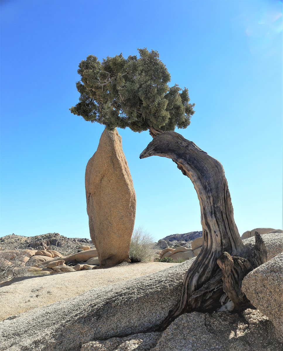 452A9708 (2).jpg : Joshua Tree National Park