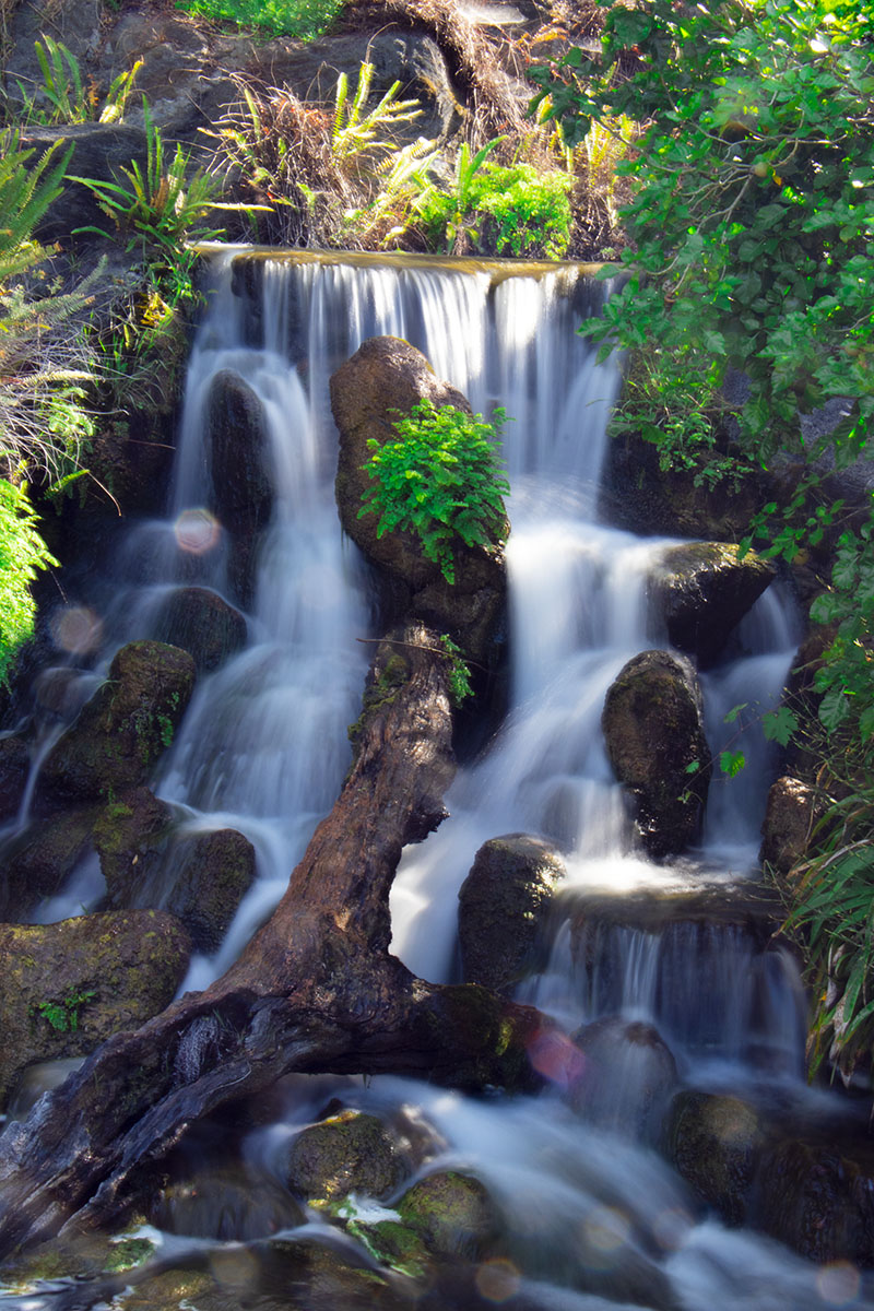 IMG_0101-1a.jpg : La County Arboretum