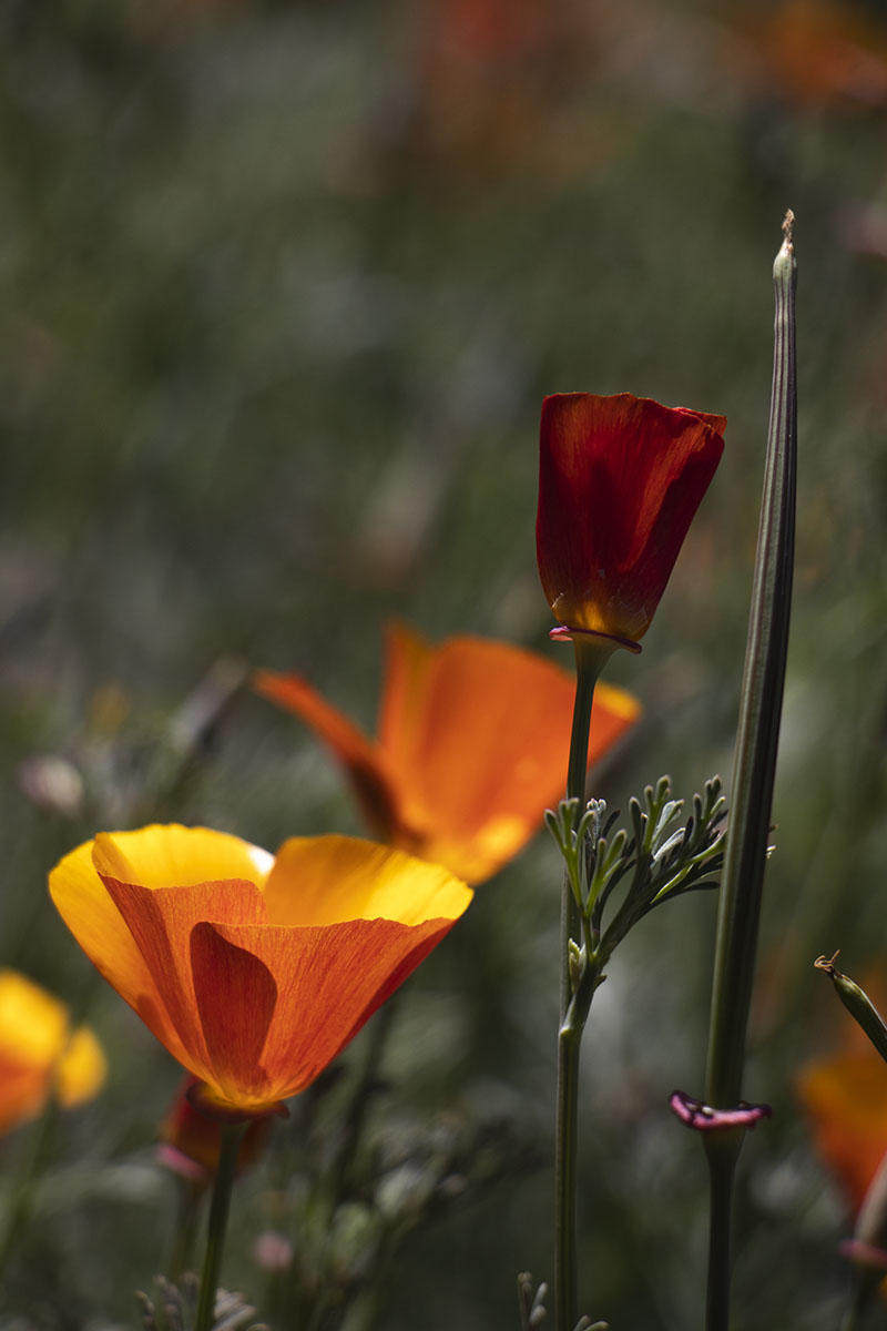 IMG_0064-1a.jpg : La County Arboretum