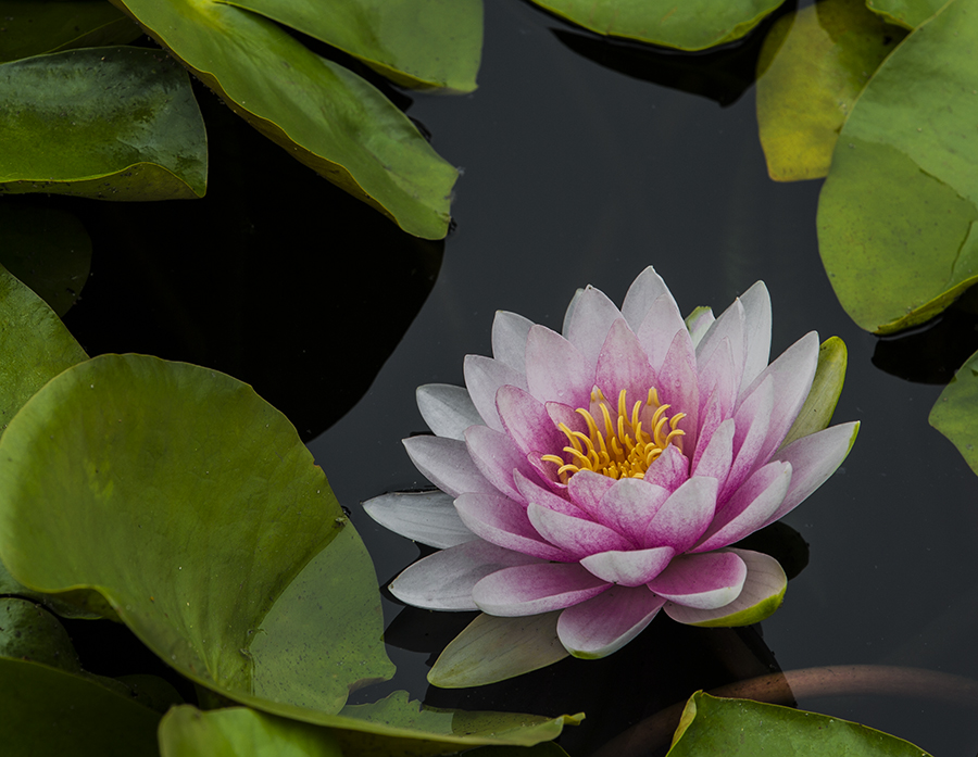 079A7815-1a.jpg : Lotus & Water Lily.