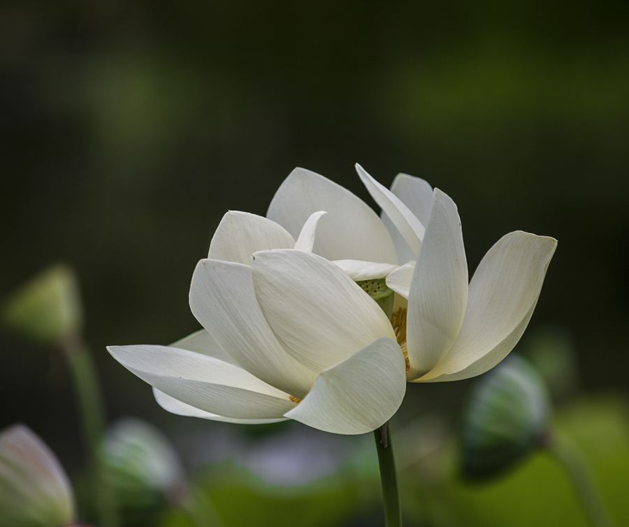 079A7798-1b.jpg : Lotus & Water Lily.